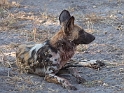 African Wild Dog